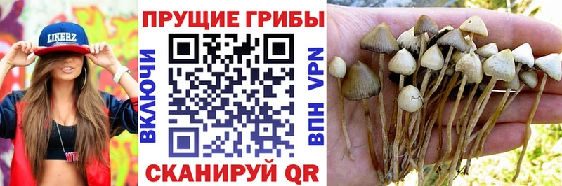 Псилоцибиновые грибы Psilocybine cubensis  дарк нет клад  Дубна 